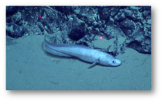 RAMOGE - Cataetix laticeps, poisson osseux des profondeurs ©Exploration RAMOGE IFREMER